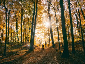 Herbstspaziergang Herbst Wald